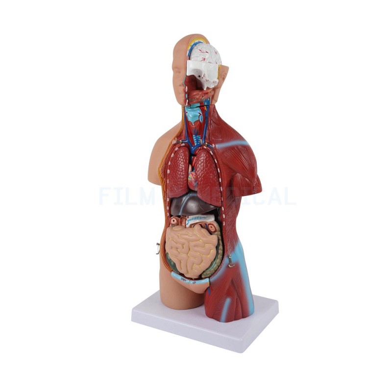 Anatomical Model Small